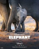 Слон / Elephant (2020)