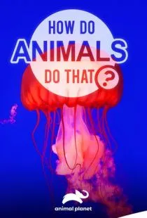 Удивительный мир животных / How do Animals do That (2019)